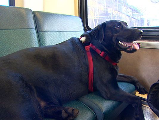 Eclipse rides city bus to park.