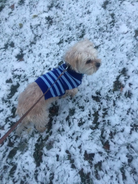 Hank, a short haired dog,  enjoys the snow with a sweater on. 