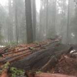 The recently Fallen Pioneer Cabin Tree. 