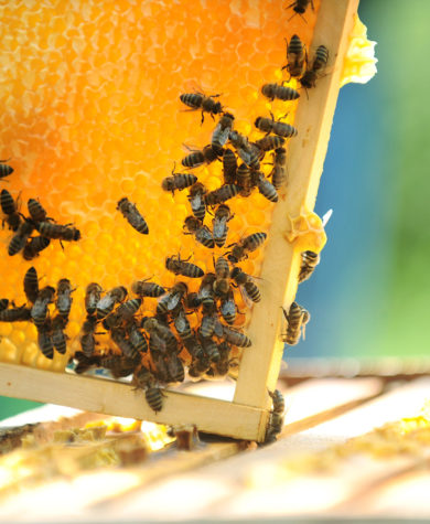 Student entrepreneurs start Tanglewood Farms Honey