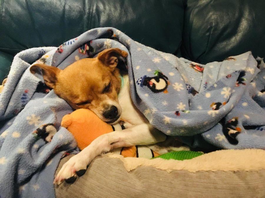 Holly enjoys a quick nap with her best friend, Nemo.