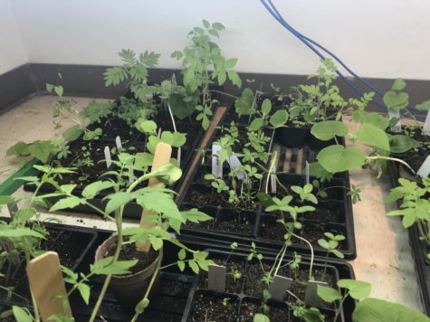 Garden Club is Growing Like a Weed