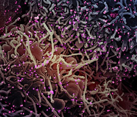 The US healthcare system is deciding on how to deal with Coronavirus.