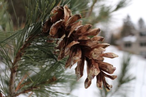 Pine cones are physically beautiful, but hold a fundamental role in the ecosystem. They protect pine tree seeds from freezing in the winter, so in the future new pine trees can grow and flourish. Admiring beauty is encapsulating, but its important to remember that its what we do for others that leaves the biggest impact on this earth.
