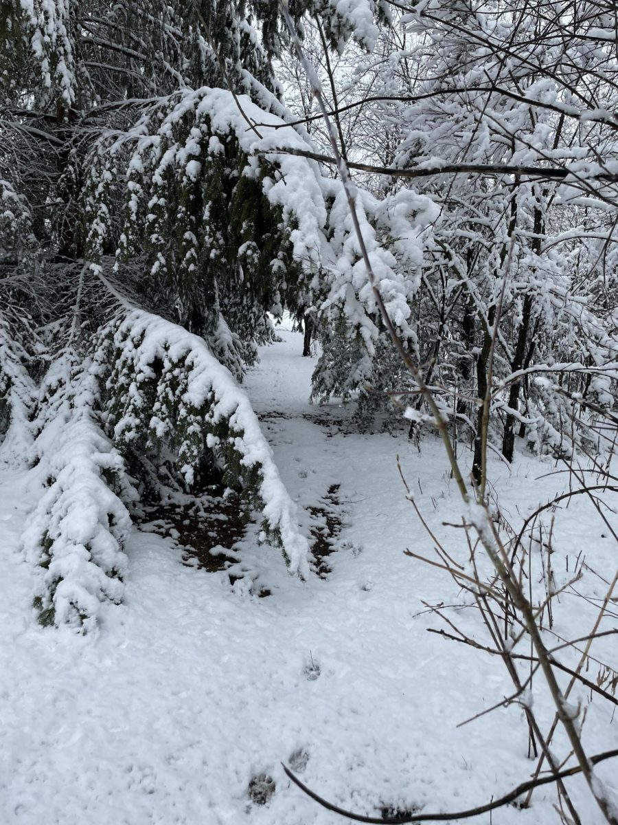 Trees covered in snow