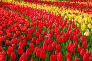 Flowers bloom.