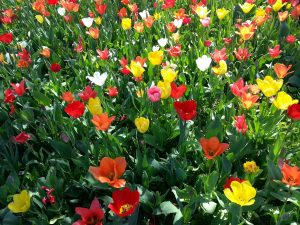 Test your skills in this April-themed word search. 