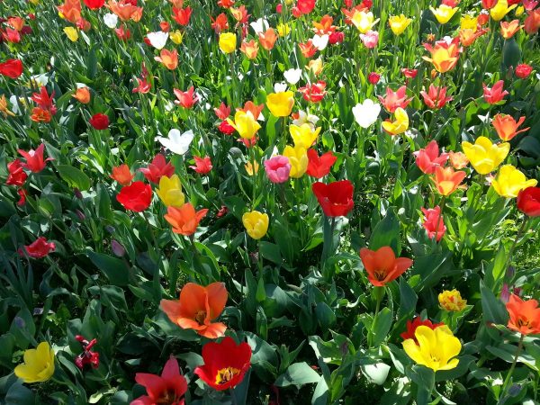 Test your skills in this April-themed word search. 