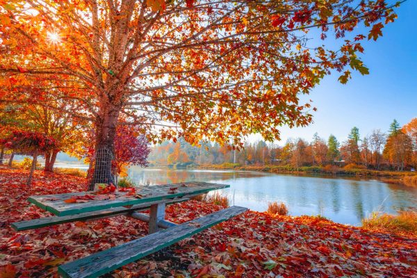 Red and Orange Autumn Leaves on the Ground and on Trees Beside Body of Water